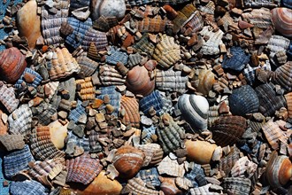 Sea shell pieces