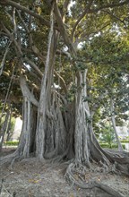 Moreton Bay fig or Australian banyan (Ficus macrophylla)