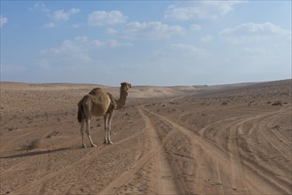 Dromedary (Camelus dromedarius) standing alone in the desert