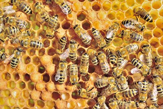 European Honey Bees (Apis mellifera var. carnica) during brood care on honeycomb with bee larvae