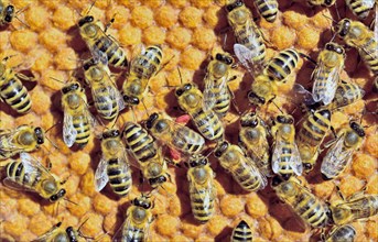 European Honey Bees (Apis mellifera var. carnica)