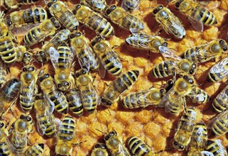 European Honey Bees (Apis mellifera var. carnica) on honeycomb with capped brood cells
