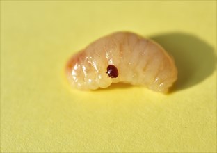 Adult Varroa mite (Varroa destructor syn. Jacobsoni)