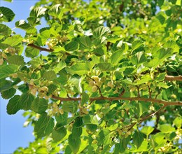 White mulberry (Morus alba)