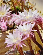 Blooming cactus (Notocactus sp.)
