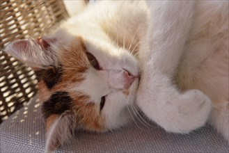 Domestic cat (Felis sylvestris catus) lying in a wicker chair