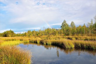 Rainbow over autumnal moor with a pond and club-rushes (Schoenoplectus lacustris) in Nicklheim