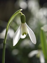 Snowdrop (Galanthus nivalis)