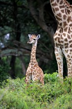 South African giraffe (Giraffa camelopardalis giraffa)
