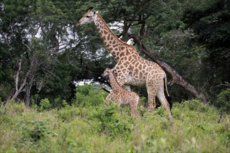 South African giraffe (Giraffa camelopardalis giraffa)