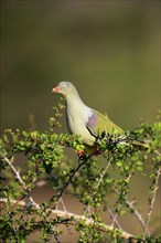 African green pigeon(Treron calvus)