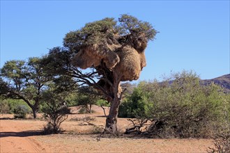 Sociable weaver (Philetairus socius) nest in a tree