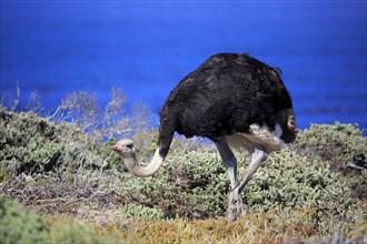 South African Ostrich (Struthio camelus australis)