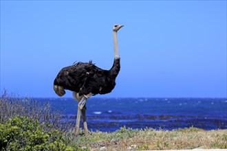 South African Ostrich (Struthio camelus australis)