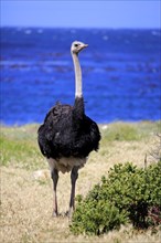 South African Ostrich (Struthio camelus australis)