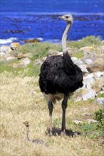 South African Ostrich (Struthio camelus australis)