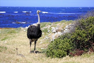 South African Ostrich (Struthio camelus australis)