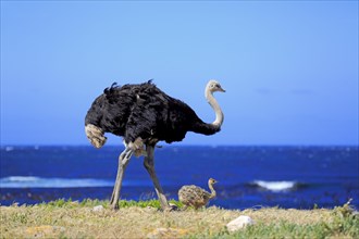 South African Ostrich (Struthio camelus australis)