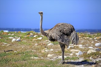 South African Ostrich (Struthio camelus australis)