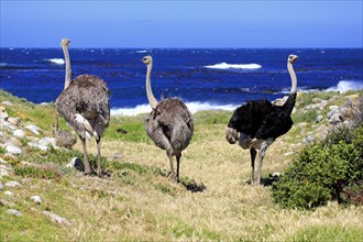 South African Ostrich (Struthio camelus australis)