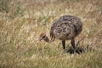 South African Ostrich (Struthio camelus australis)