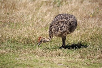 South African Ostrich (Struthio camelus australis)