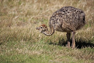 South African Ostrich (Struthio camelus australis)