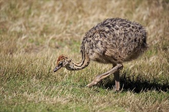 South African Ostrich (Struthio camelus australis)