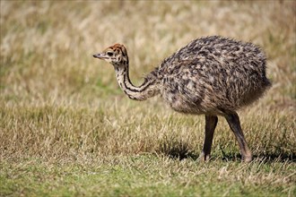 South African Ostrich (Struthio camelus australis)