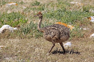 South African Ostrich (Struthio camelus australis)