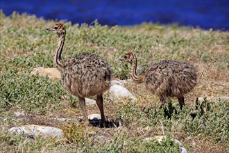 South African Ostrich (Struthio camelus australis)