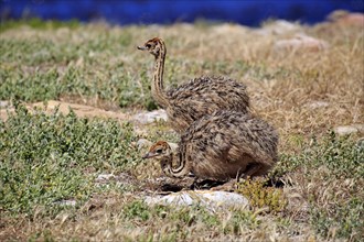 South African Ostrich (Struthio camelus australis)