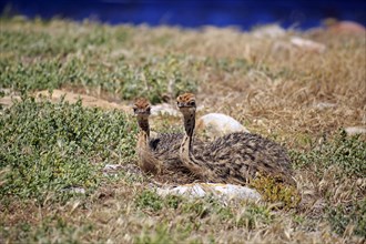 South African Ostrich (Struthio camelus australis)