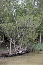 White Mangrove (Laguncularia racemosa)