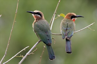 White-fronted Bee-eaters (Merops bullockoides)