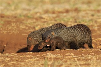 Banded mongoose (Mungos mungo)