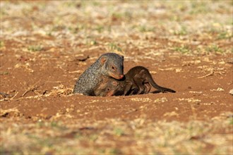 Banded Mongoose (Mungos mungo)