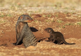 Banded Mongoose (Mungos mungo)