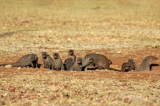 Banded Mongoose (Mungos mungo)