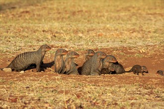 Banded Mongoose (Mungos mungo)