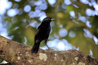 Chopi blackbird (Gnorimopsar chopi) on a tree