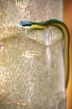 Lora or parrot snake (Leptophis ahaetulla)