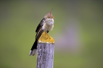 Guira cuckoo (Guira Guira)