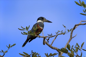 Ringed kingfisher (Ceryle torquata)