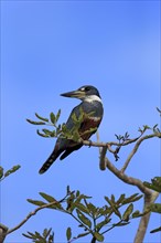 Ringed kingfisher (Ceryle torquata)