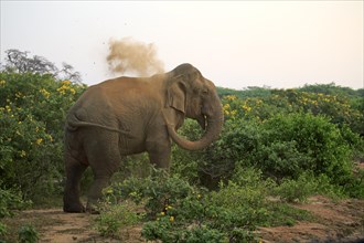 Sri Lankan elephant (Elephas maximus maximus)