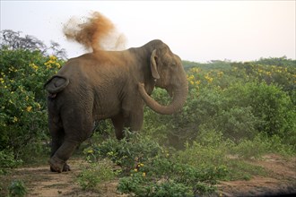 Sri Lankan elephant (Elephas maximus maximus)