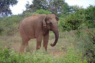 Sri Lankan elephant (Elephas maximus maximus)