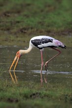 Painted stork (Mycteria leucocephala)