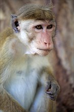 Toque macaque (Macaca sinica) adult